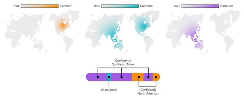 Three world maps. The first shows dark orange in North America, fading to gray in the rest of the world. The second shows teal in Southeast Asia and North America. The third shows purple in Southeast Asia. It is accompanied by a cartoon chromosome where purple parts are labeled “Confidently Southeast Asian”, orange parts are labeled “Confidently North American,” and one lone teal block is labeled “Unassigned.”