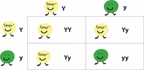 Top left pea is YY (yellow), top right pea is Yy (yellow), bottom left pea is Yy (yellow), and bottom right pea is yy (green)