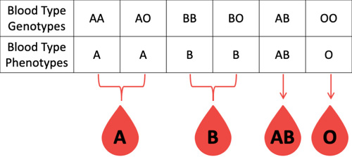 Blood type genotypes with phenotypes.