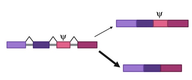 Schematic showing an mRNA with exons as colored blocks and introns as gray bars. A pseudouridine is depicted in the light pink exon. Two different combinations of exons (one with the light pink exon and one without) in the mature mRNA transcript are shown on the right. The more likely outcome is denoted by a thicker arrow.