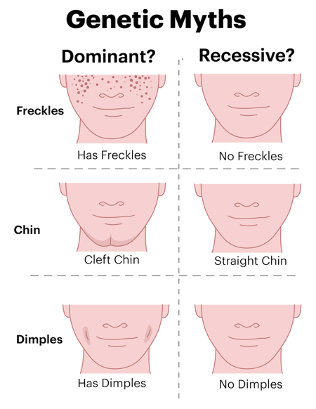 Genetic dominant and recessive myths. Not-so-dominant traits: freckles, cleft chin, and cheek dimples. Not-so-recessive traits: no freckles, straight chin, no cheek dimple.