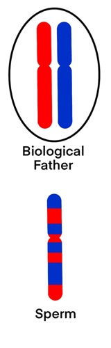 Paternal chromosomes.
