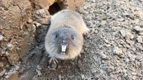 An image of a northern mole vole which appears as a small rodent with grayish-brown fur, small beady eyes, whiskers, and 2 large upper and lower incisors