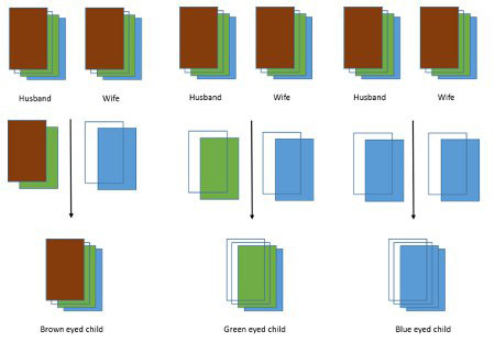 Three examples of inheritance with colored cards.