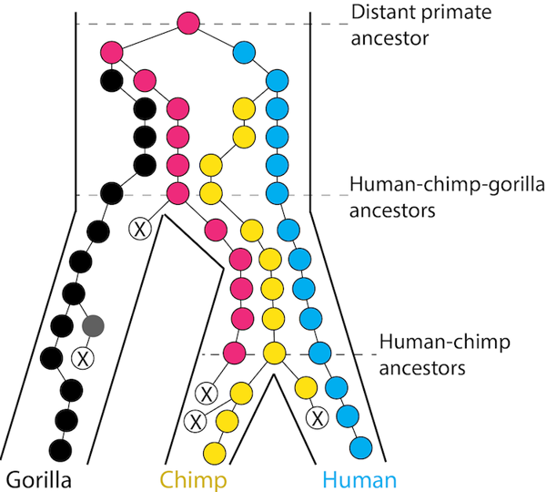 Fig4-4 complete lineage sorting.