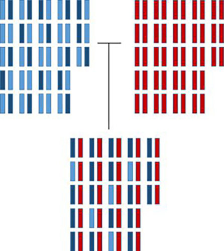 Inheriting chromosomes from parents with mixed ancestry.