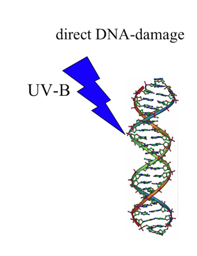 DNA damage.