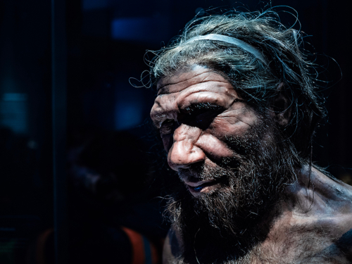 Neanderthal reconstruction.