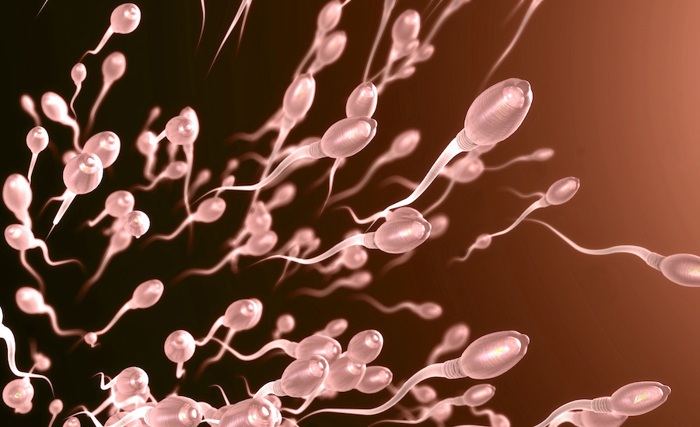 Swimming sperm.