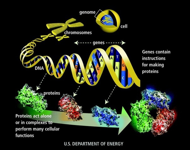 DNA to proteins.