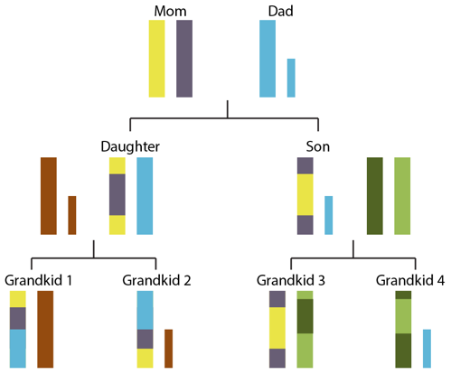 X and Y chromosome inheritance through 3 generations, with recombination in the X chromosomes