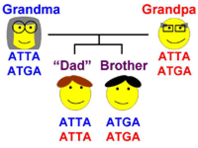 A family tree showing the possible father, his brother, and their parents, with DNA sequences shown.
