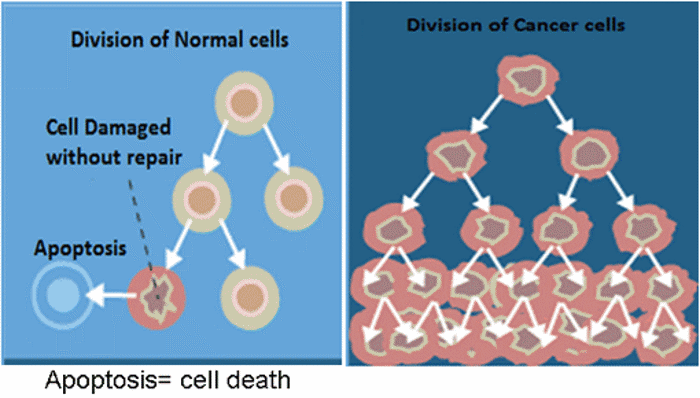 Cancer cell division.