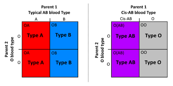 Inheritance of typical AB versus cis-AB.