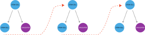 Stem cell