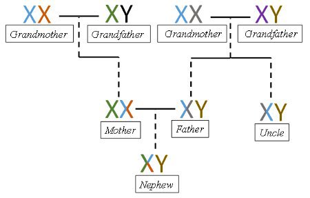X Y inheritance.