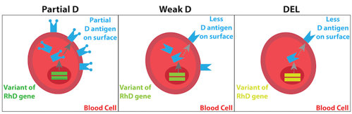 Diagram of three different blood cells, with three different versions of the D antigen.