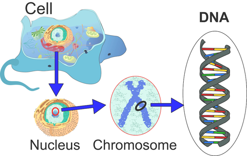 DNA in a cell