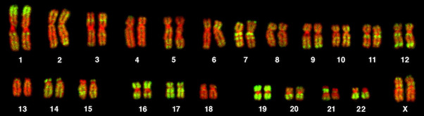 Karyotype.