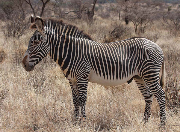 Grevy’s zebra.