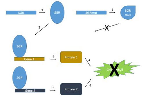 Molecular mechanism of SGR gene in heterozygous yellow peas.