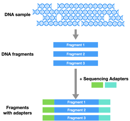 Diagram of adding adapters to a DNA sample.