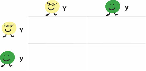 Empty punnett square.