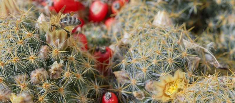 A bee pollinating a small cactus flower.