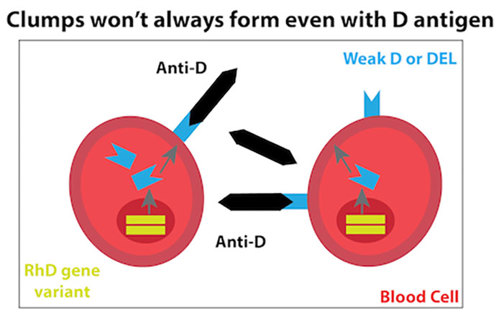 Diagram of how a red blood cell with weak D antigen might not bind or clump up very much.