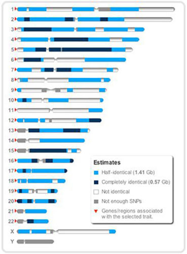 Sibling DNA comparison.