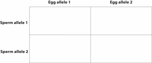 Empty punnett square.