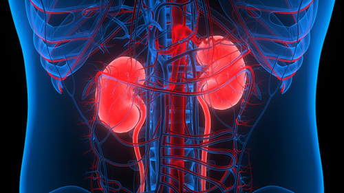 Anatomy of the human urinary system and kidneys.