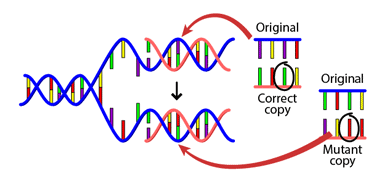 DNA mutation