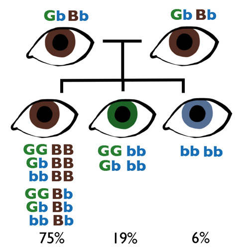 A child of two brown eyed parents (GbBb) has a 75% chance of brown eyes, 19% chance of green eyes, and a 6% chance of blue eyes