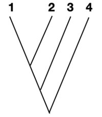 Phylogenetic tree.