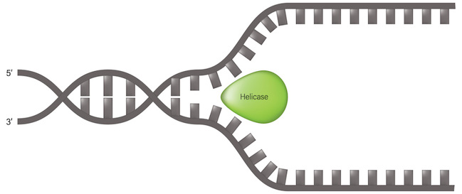A helicase molecule inserted into a DNA double helix, causing it to unzip.