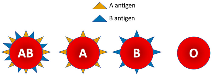 Blood cells with different combinations of A antigens and B antigen.