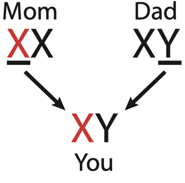 Color vision vs colorblind family tree.