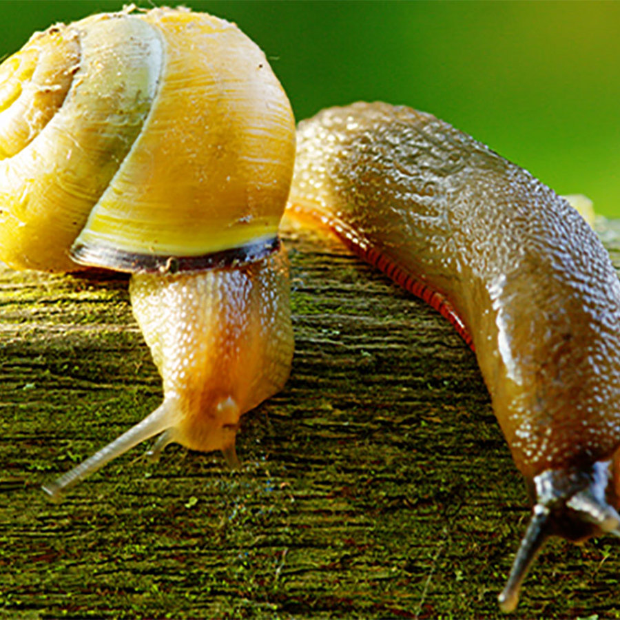 Slug and snail.