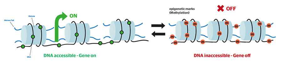 Epigenetic regulation.