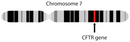 Chromosome 7