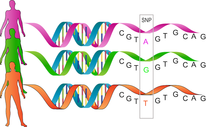 Three different DNA sequences, with one letter difference.