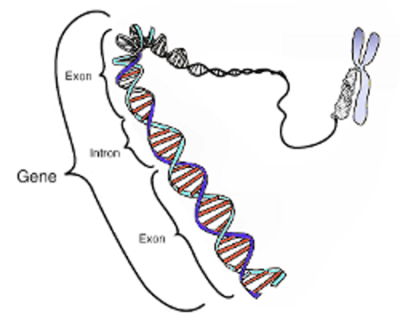 Genes are packaged into chromosomes and contain exons (coding regions) and introns (non-coding regions).