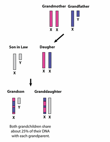 Inheritance from grandparents