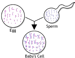 Chromosomes from egg and sperm combining.