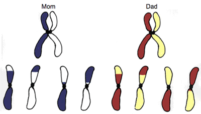 Recombination of chromosomes