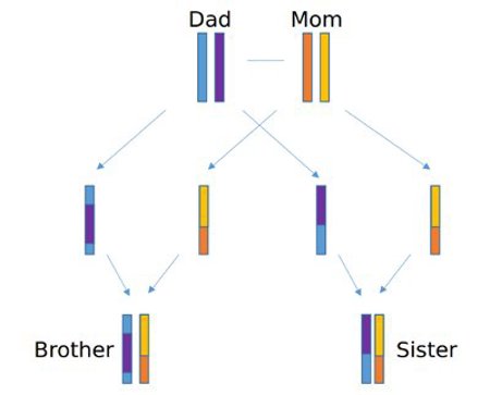 Chromosome inheritance.