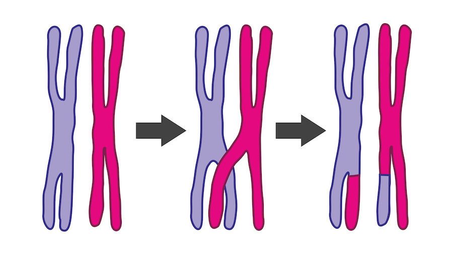 Recombination.