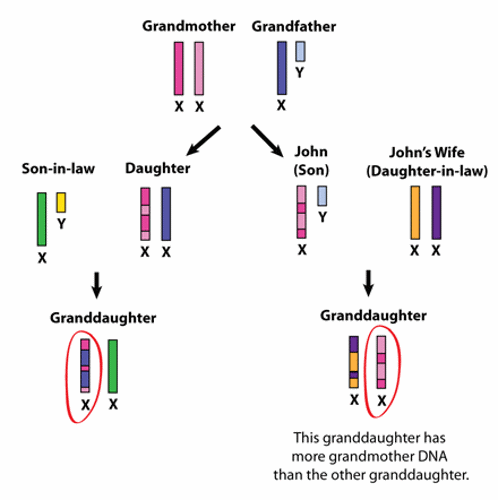 Grandchild relatedness