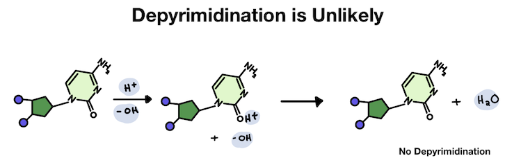 Depyrimidination is unlikely